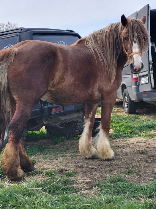 4 iepe de vanzare geatante