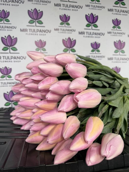 Тюльпаны оптом от Мир Тюльпанов
