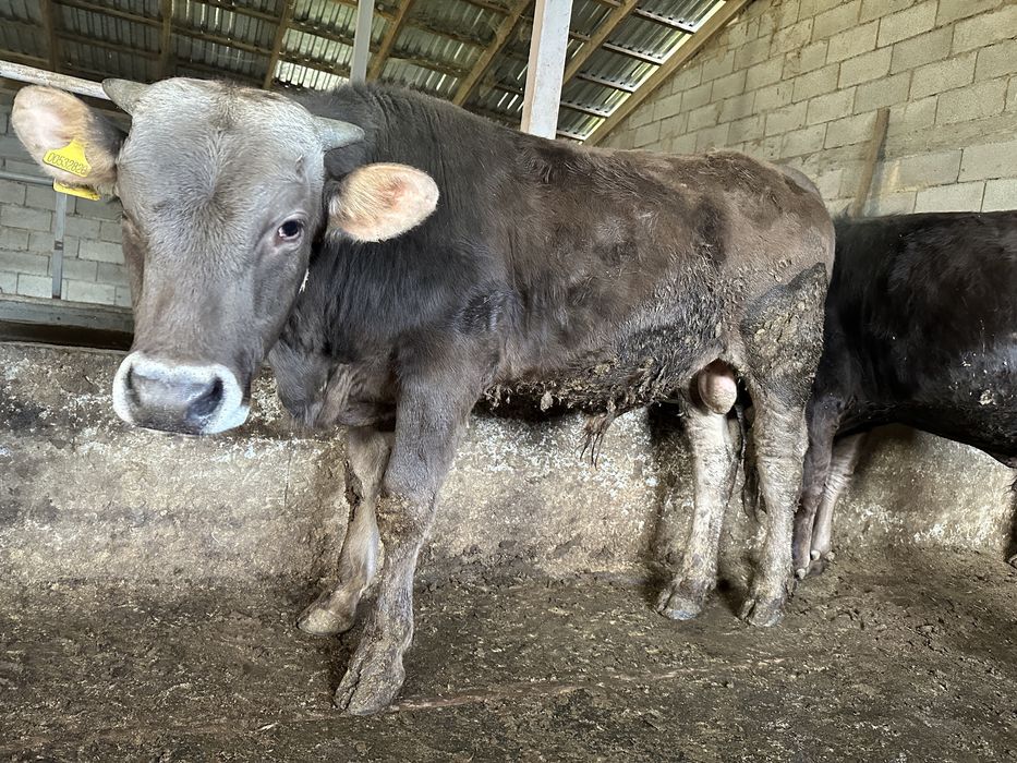 Семіз бұқалар сатылады.