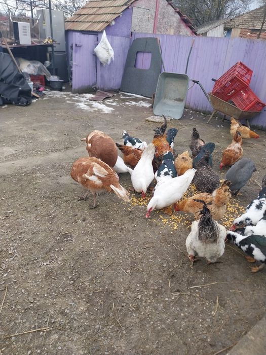 Vând păsări de curte