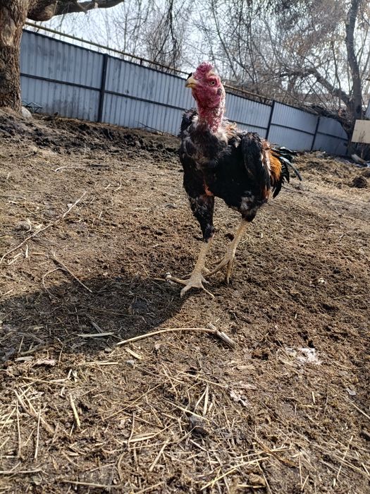 Продам дакана ..