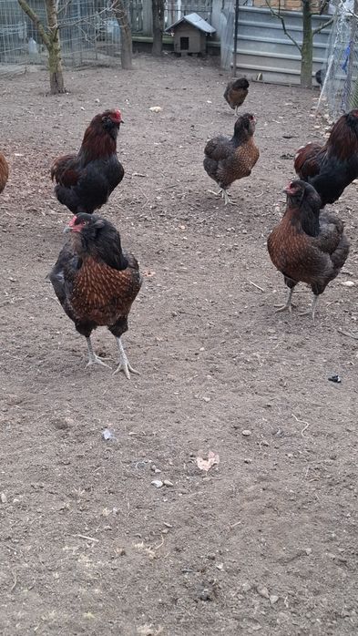 Oua pentru consum găini araucana