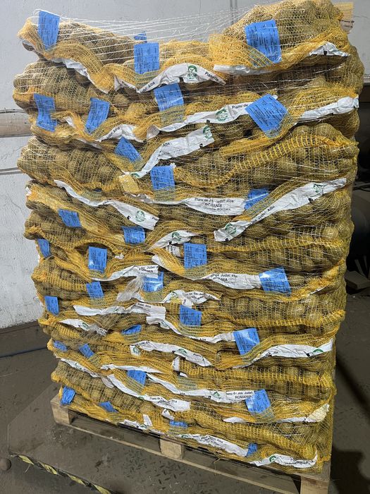 Samanta Olanda certificate