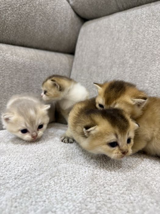 Котята шотландские вислоухие