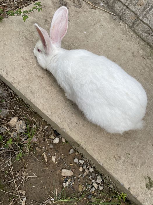 Quyon xikol zoti toza erke