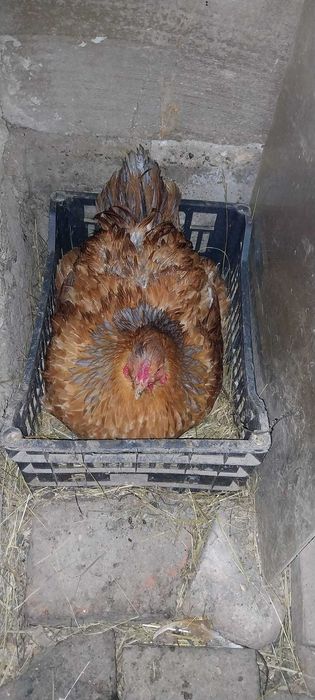 Ouă brahma pentru incubat