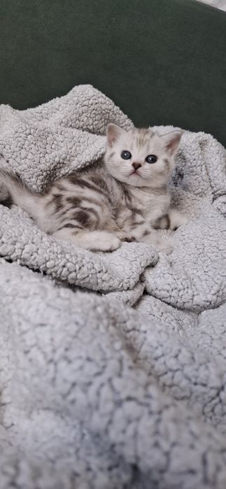 Девочка шотландская скоттиш страйт