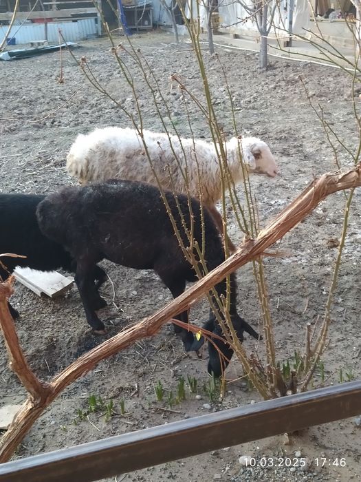 Келысым бар хабарласындар