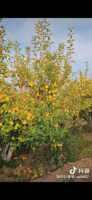 Яблоневый сад, кх