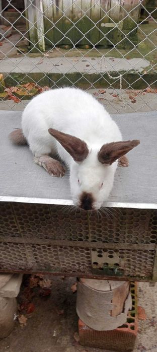 Vând mascul California