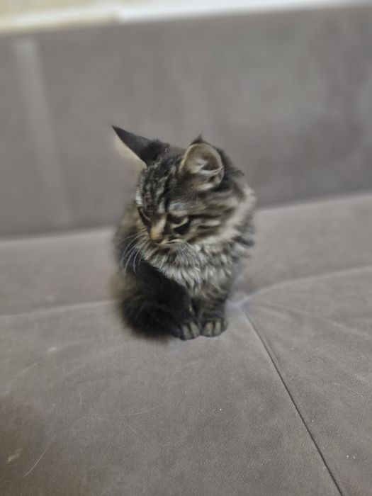 Котёнок черненький