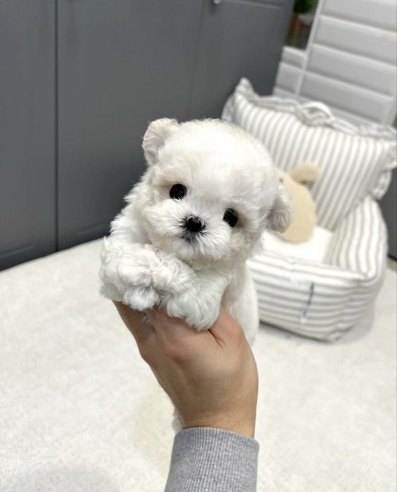 Bichon maltez mini toy