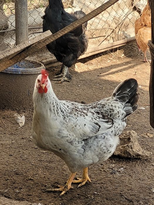 Инкубационное яицо