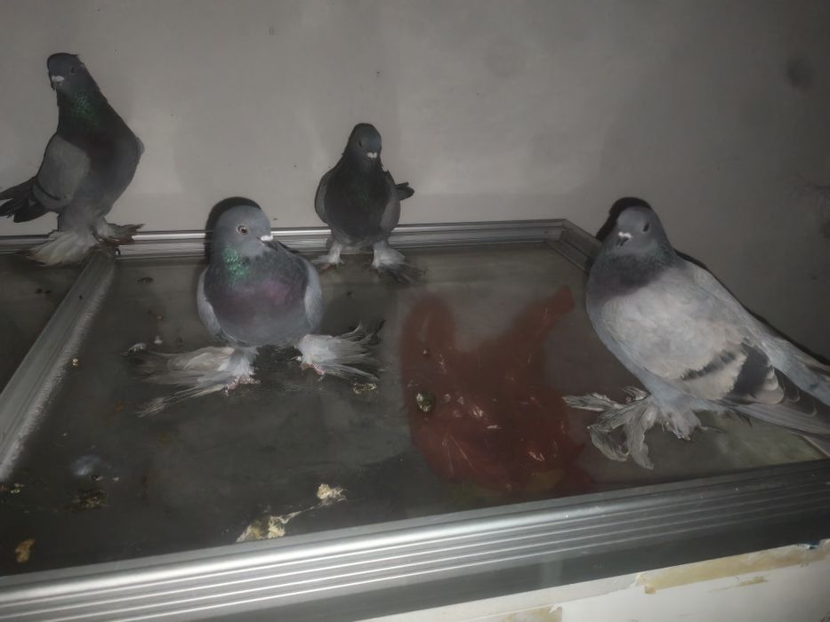 Продам игровых рантовых голубей