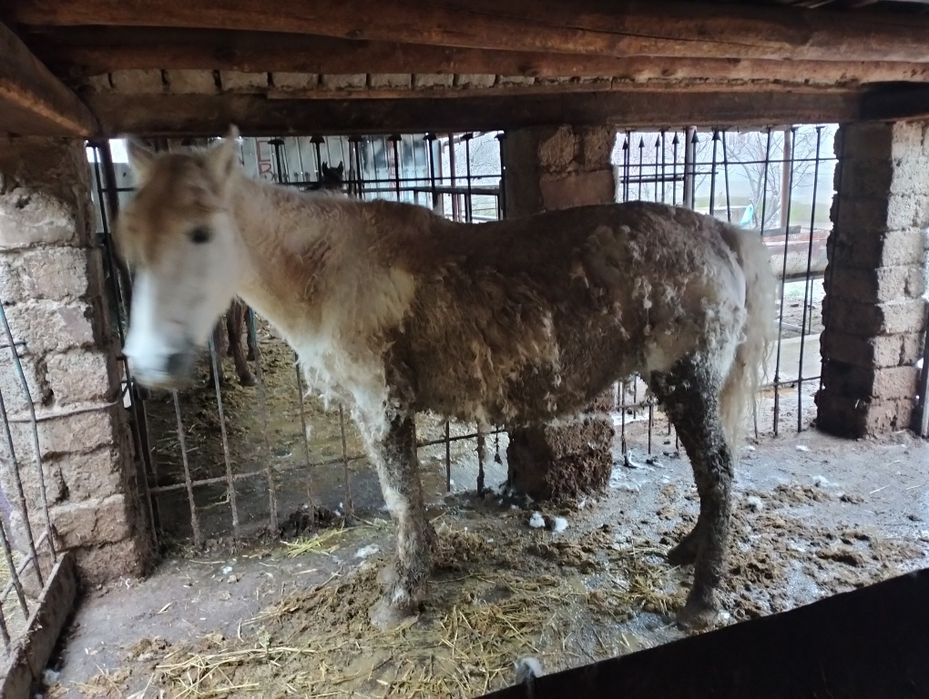 Буаз биелер сатылады