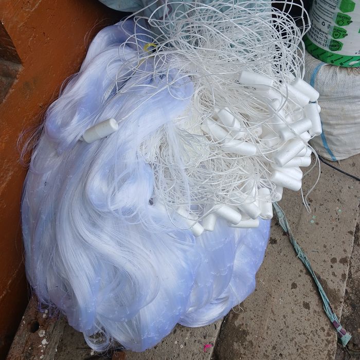 Хамелеон Тор Сетка. Таиланд.