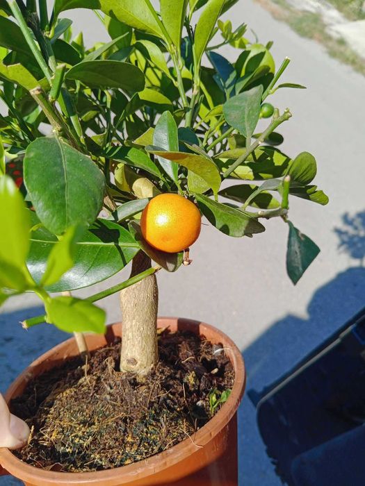 Каламондин и Лимон