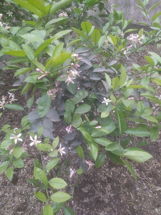 Limon koʻchatlari sotiladi