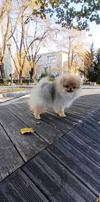 Померан Момичета с Родословие FCI