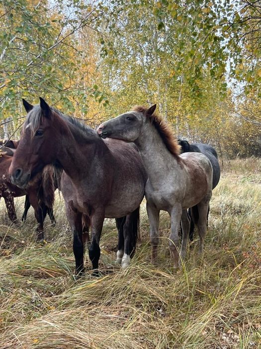 Лошадь с жеребенком.
