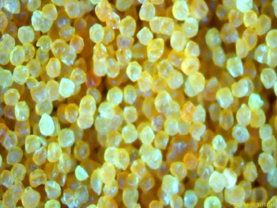 Артемия, декапсулирована артемия