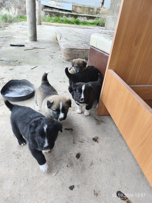 Отдам щенков в добрые руки