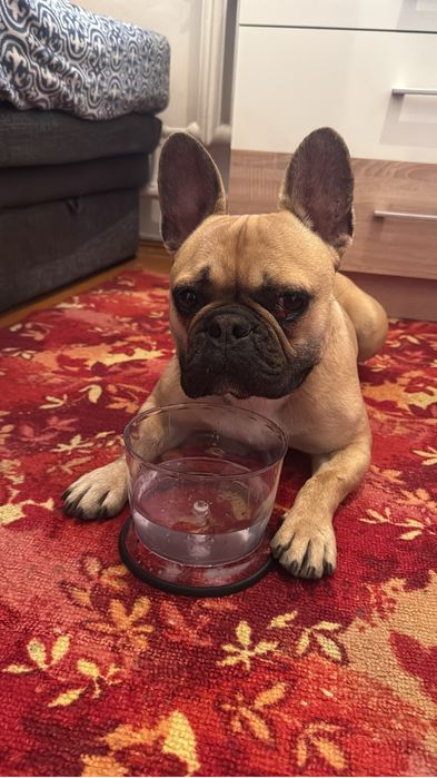 Собака француский бульдог