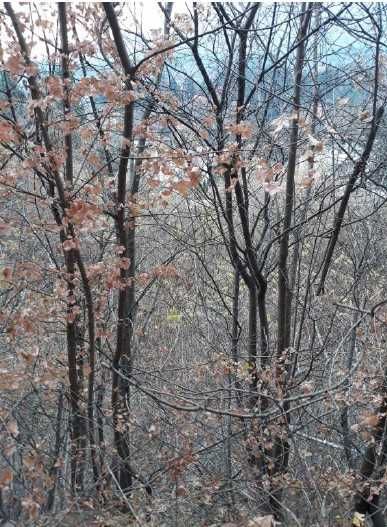 Продава се Парцел в София, Княжево - 1257 кв.м за 96 €/кв.м - Снимка #3