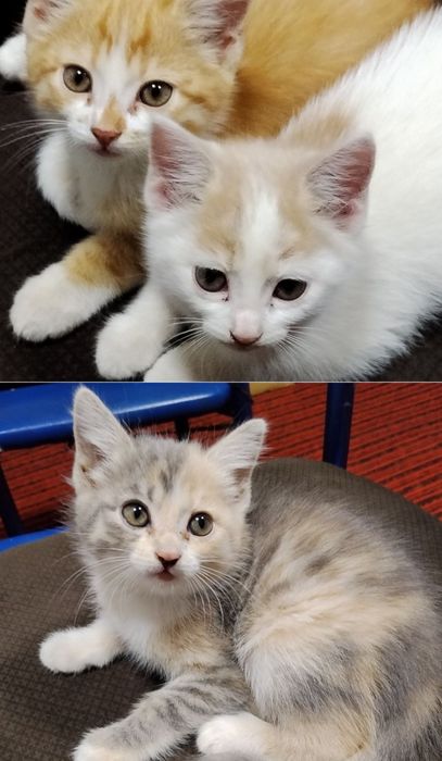 Отдам котят в хорошие руки