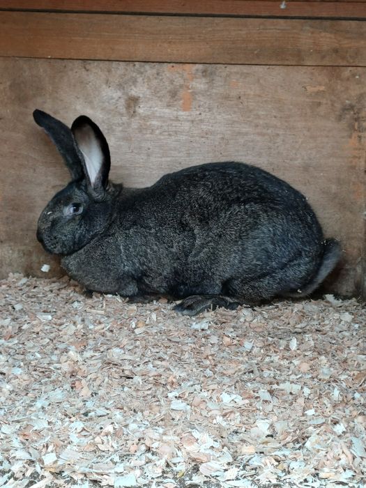 Vând femelă UG de 8 luni!