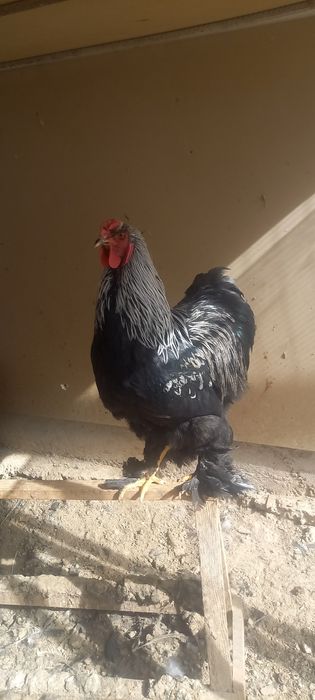 Brava xo'rozlar arzon narxda