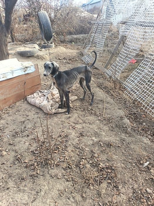 Тазы сатылады 10 аилык