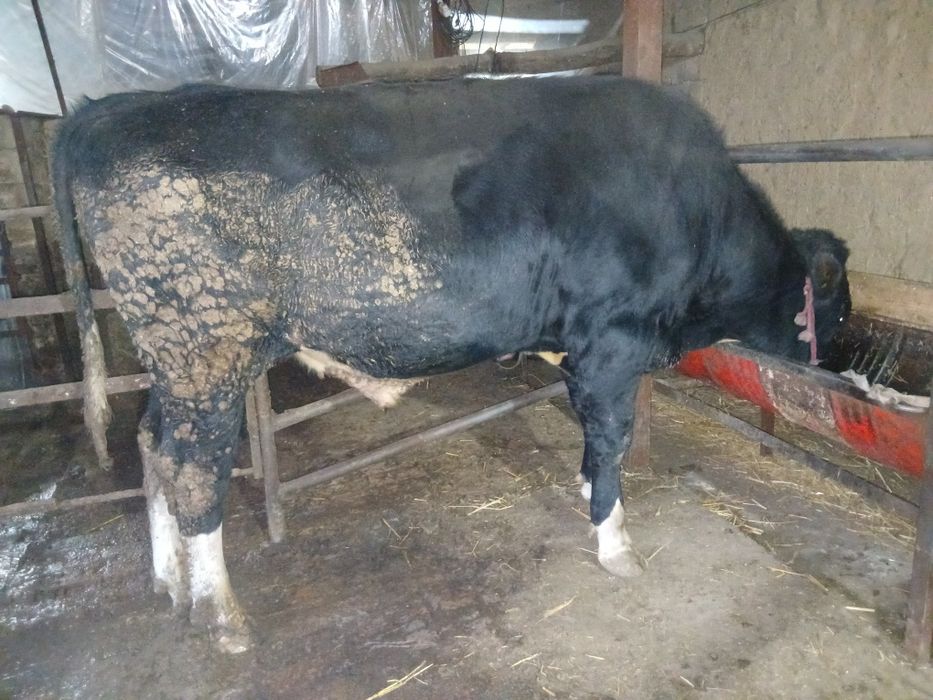 Buqa sotiladi 40 milyon