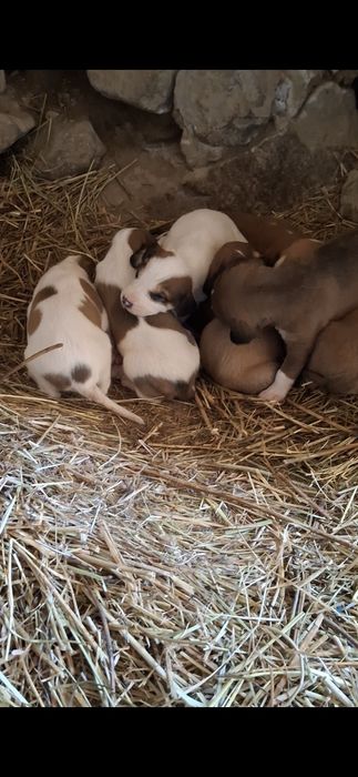 Русская гончая (гончак)