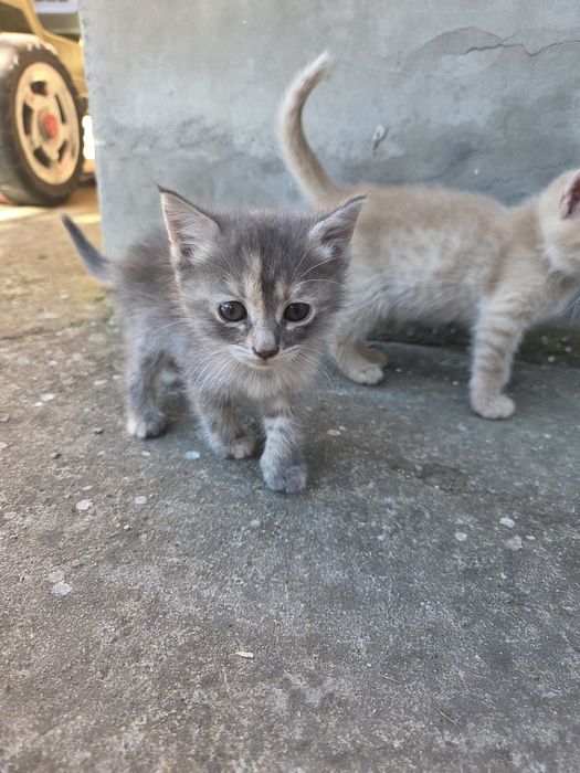 Подаряват се котенца