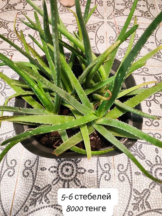 Растение Алоэ вера