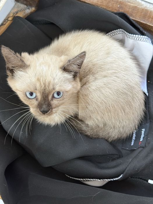 Отдаем в добрые руки котика