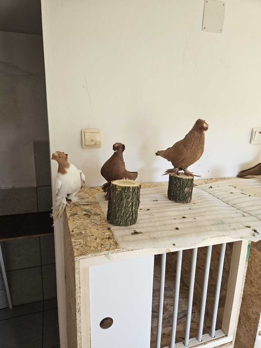 Pui Porumbei Jucatori de Botosani diverse culori