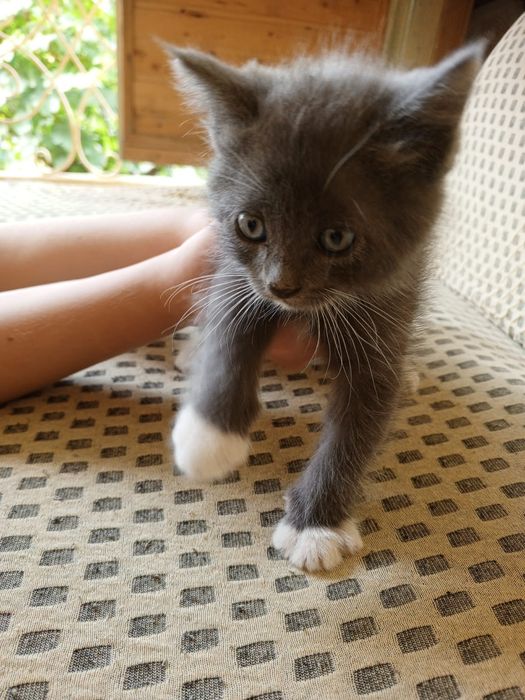 Отдам 3 серых котят в добрые руки