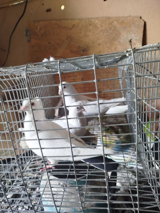 Продам голубей .