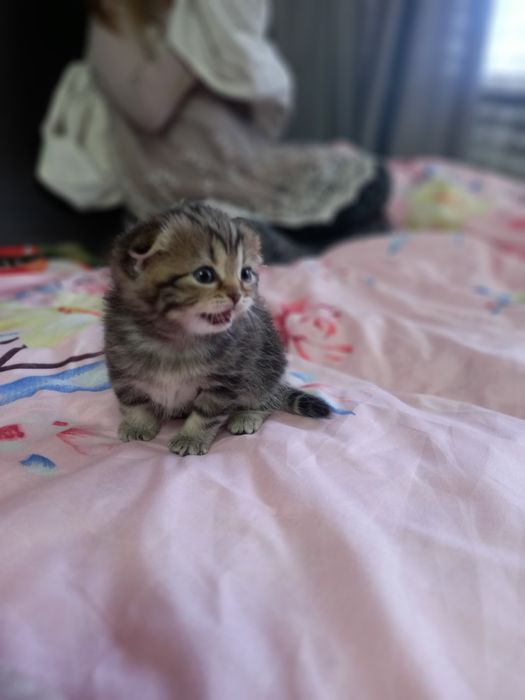 Продам шикарных скотиш фолд!