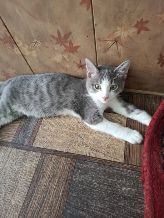 Отдам котят в хорошие руки