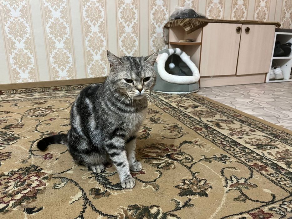 Шотландская прямоухая (Scottish Straight).