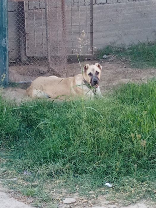 Ит сотилади кучу 9 ойлик эрке зоти тоза хали Кучук холкаси 82 веси 65