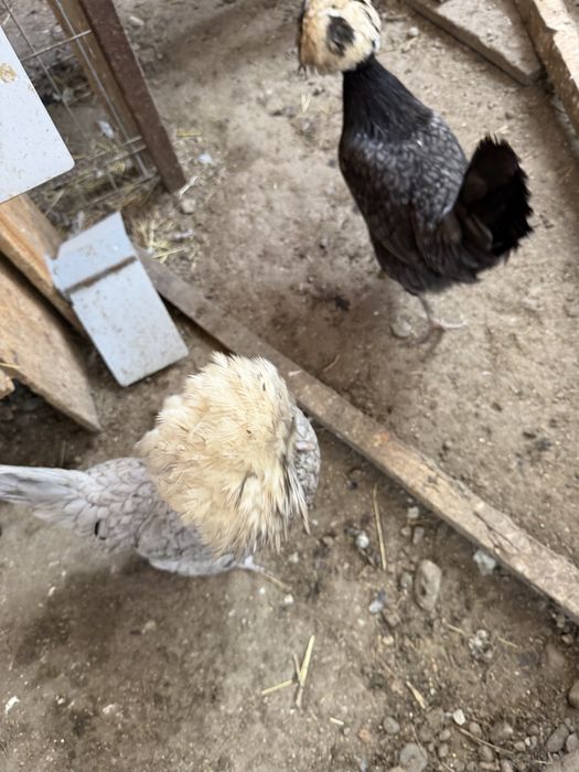 Vand oua motate olandeze