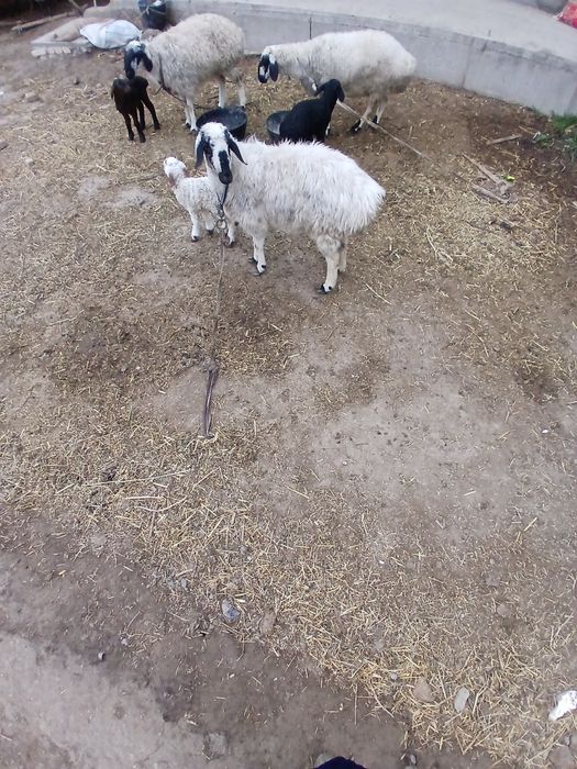 Qazoqi ona bola sotiladi.