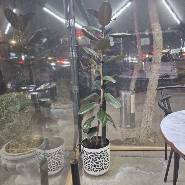 Цветки Фикусы цена за один цветок указан ниже