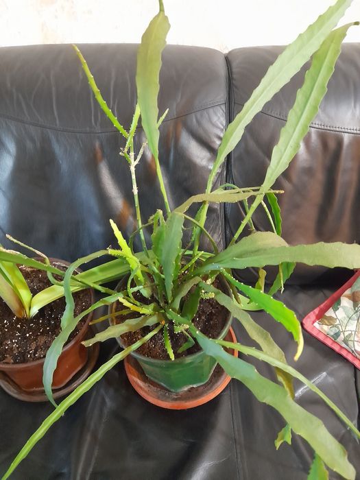 Красиви нежни цветя