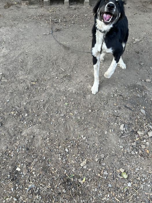 Собака ит Тигр чемпион күшігі белаводтық