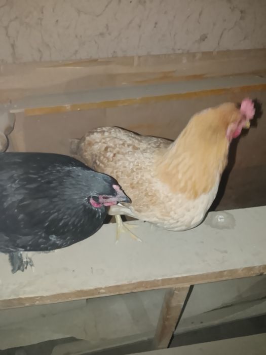 Один курочка другой петух